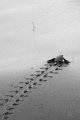   Baby Leatherback turtle making its way sea. sea  